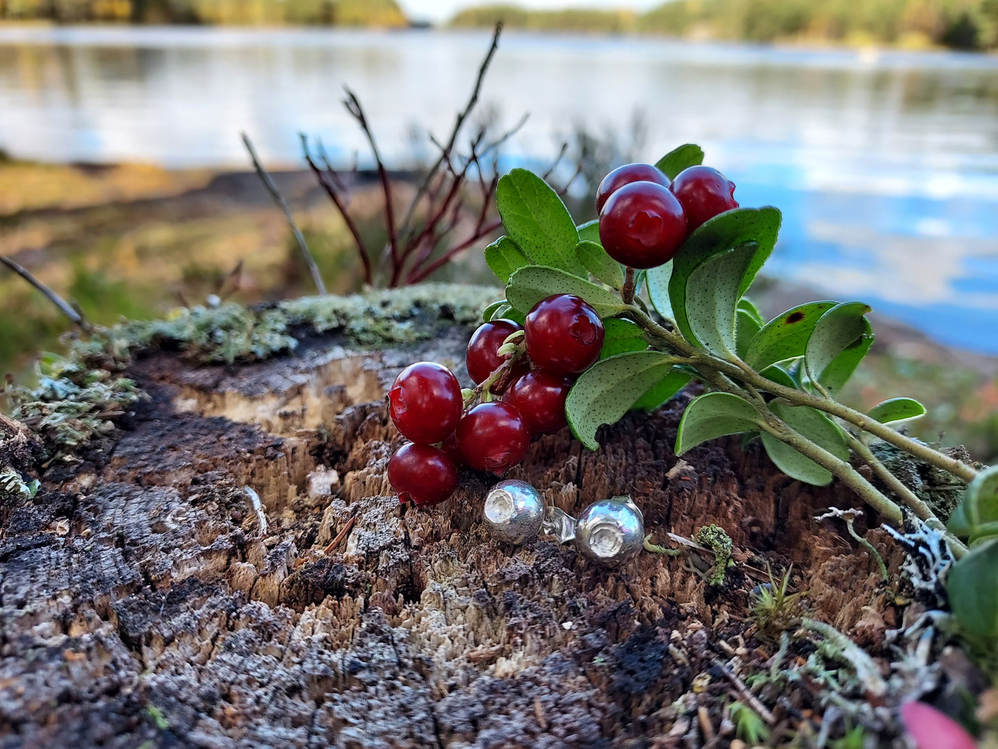 Lingon, örhängen med tappar